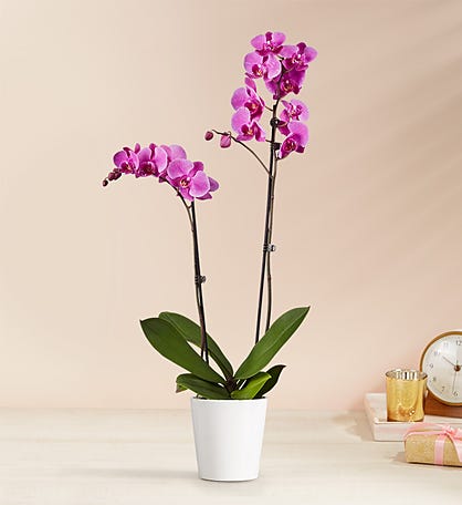 Double Purple Orchid Plant
